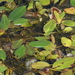Potamogeton nodosus - Photo (c) Manel Ortega, some rights reserved (CC BY), uploaded by Manel Ortega