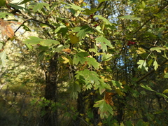 Common Hawthorn - Photo (c) Manel Ortega, some rights reserved (CC BY), uploaded by Manel Ortega