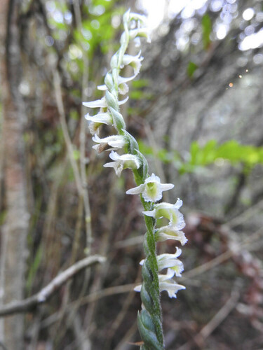 Autumn Ladies' Tresses - Photo (c) piripip, some rights reserved (CC BY-NC)