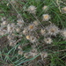 Carlina hispanica - Photo (c) Manel Ortega, some rights reserved (CC BY), uploaded by Manel Ortega