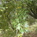 Montpellier Maple - Photo (c) Manel Ortega, some rights reserved (CC BY), uploaded by Manel Ortega