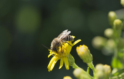 Colletes - Photo (c) piripip, some rights reserved (CC BY-NC)