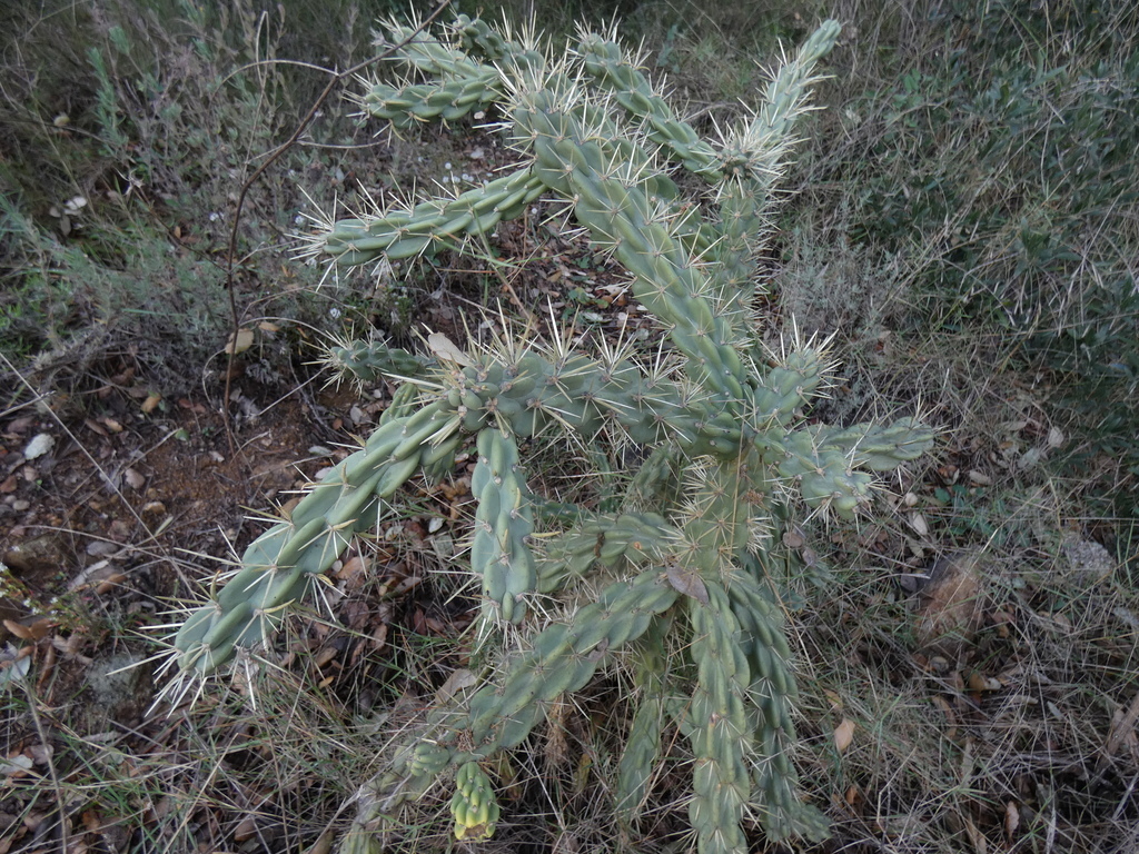 Tree Cholla - Photo (c) Manel Ortega, some rights reserved (CC BY), uploaded by Manel Ortega