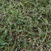 Strapwort - Photo (c) Manel Ortega, some rights reserved (CC BY), uploaded by Manel Ortega