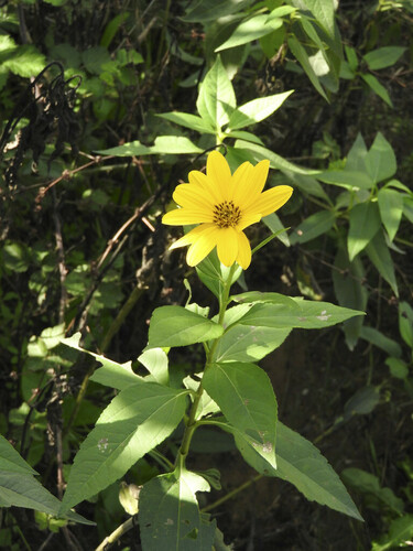 Jerusalem Artichoke - Photo (c) piripip, some rights reserved (CC BY-NC)
