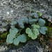 Wall-Rue - Photo (c) Manel Ortega, some rights reserved (CC BY), uploaded by Manel Ortega
