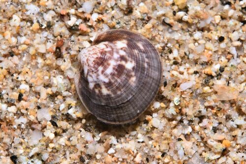 Glycymeris pilosa - Photo (c) xavi salvador costa, some rights reserved (CC BY-NC)