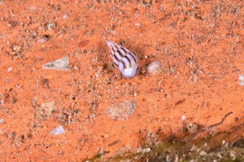 Rissoa decorata - Photo (c) xavi salvador costa, some rights reserved (CC BY-NC)