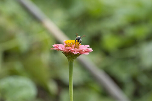 Four-striped Digger Bee - Photo (c) piripip, some rights reserved (CC BY-NC)