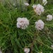 Armeria - Photo (c) Manel Ortega, some rights reserved (CC BY), uploaded by Manel Ortega
