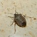 Brown Marmorated Stink Bug - Photo (c) Manel Ortega, some rights reserved (CC BY), uploaded by Manel Ortega