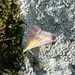 Pyrausta sanguinalis - Photo (c) Manel Ortega, some rights reserved (CC BY), uploaded by Manel Ortega