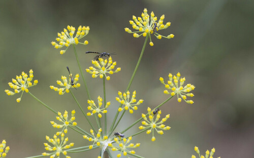 Javelin Wasp - Photo (c) piripip, some rights reserved (CC BY-NC)
