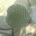 Arborescent Pricklypear - Photo (c) Manel Ortega, some rights reserved (CC BY), uploaded by Manel Ortega