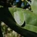 Southern Green Stink Bug - Photo (c) Manel Ortega, some rights reserved (CC BY), uploaded by Manel Ortega