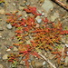 Crassula tillaea - Photo (c) Manel Ortega, some rights reserved (CC BY), uploaded by Manel Ortega