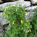 Scorpion Senna - Photo (c) Manel Ortega, some rights reserved (CC BY), uploaded by Manel Ortega