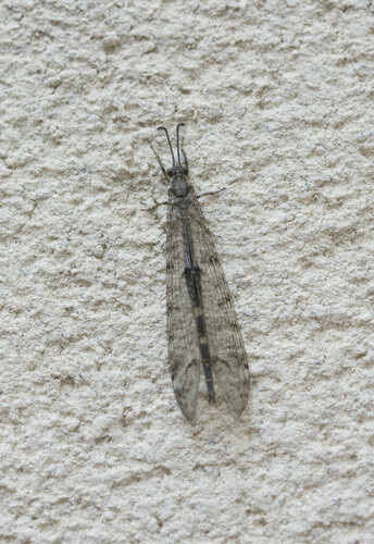 Antlions (Order Neuroptera) · MINKA