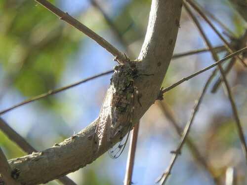 Cicada orni - Photo (c) piripip, some rights reserved (CC BY-NC)
