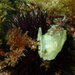 Saddle Oyster - Photo (c) conxi, some rights reserved (CC BY-NC)