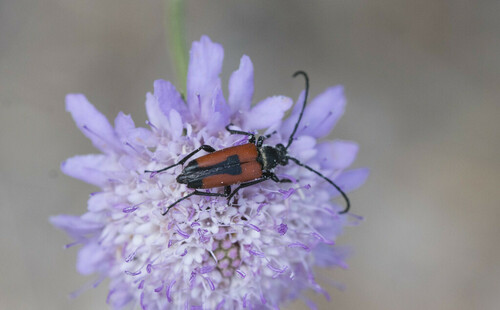 Heart Longhorn Beetle - Photo (c) piripip, some rights reserved (CC BY-NC)