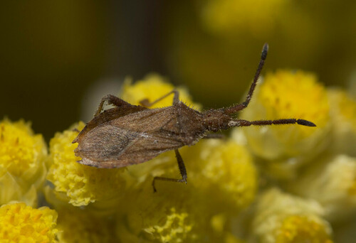 Denticulate Leatherbug - Photo (c) piripip, some rights reserved (CC BY-NC)