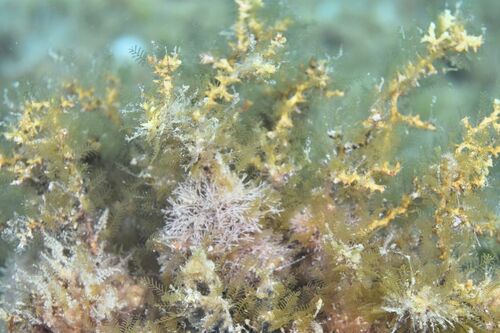 Aglaophenia harpago - Photo (c) xavi salvador costa, some rights reserved (CC BY-NC)
