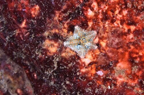 Asterina phylactica - Photo (c) xavi salvador costa, some rights reserved (CC BY-NC)