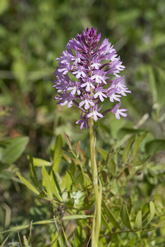 Pyramidal Orchid - Photo (c) piripip, some rights reserved (CC BY-NC)