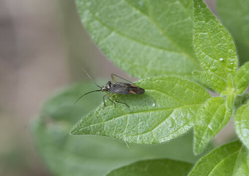 Trivial Plant Bug - Photo (c) piripip, some rights reserved (CC BY-NC)