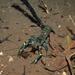 Cherax quadricarinatus - Photo (c) Edu Alcaniz, some rights reserved (CC BY-NC-SA), uploaded by Edu Alcaniz