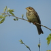 Corn Bunting - Photo (c) mestralet, some rights reserved (CC BY-NC), uploaded by mestralet