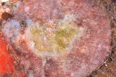 Schizobrachiella sanguinea - Photo (c) xavi salvador costa, some rights reserved (CC BY-NC)