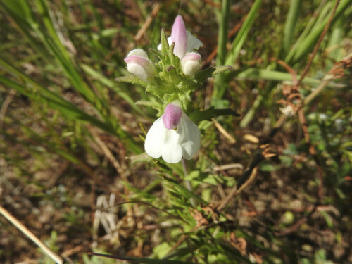 Mediterranean Lineseed - Photo (c) piripip, some rights reserved (CC BY-NC)