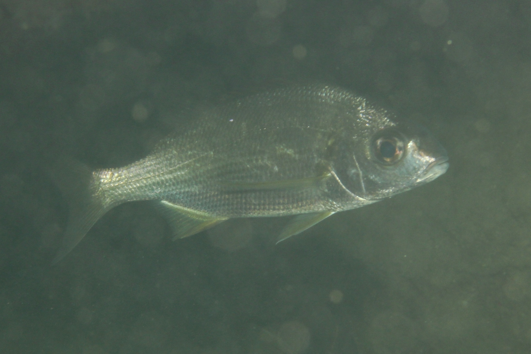Bastard grunt (Pomadasys incisus) — Haemulidae — 3