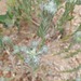 Cudweeds - Photo (c) Eduard Farràs Núñez, some rights reserved (CC BY), uploaded by Eduard Farràs Núñez