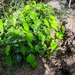 Hedera colchica - Photo (c) Núria Cubells, some rights reserved (CC BY-NC), uploaded by Núria Cubells