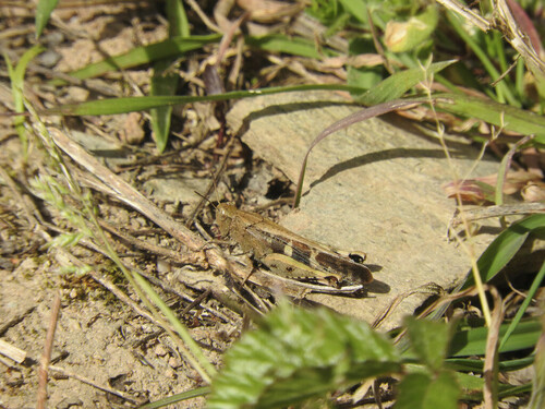 Broad Green-winged Grasshopper - Photo (c) piripip, some rights reserved (CC BY-NC)