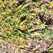 Cenchrus clandestinus - Photo (c) loreto_rodriguez, some rights reserved (CC BY-NC)