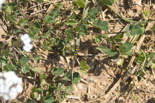Common Globetail - Photo (c) piripip, some rights reserved (CC BY-NC)