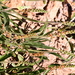 Plantago albicans - Photo (c) xavi salvador costa, some rights reserved (CC BY-NC), uploaded by xavi salvador costa