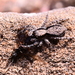 Menemerus taeniatus - Photo (c) xavi salvador costa, some rights reserved (CC BY-NC), uploaded by xavi salvador costa