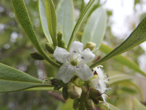 Slender Ngaio - Photo (c) piripip, some rights reserved (CC BY-NC)