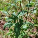Verbena officinalis - Photo (c) Jose-Antonio Ortiz-Marzo, some rights reserved (CC BY-NC), uploaded by Jose-Antonio Ortiz-Marzo