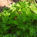 Artemisia vulgaris - Photo (c) Vicenç Roig Vidal, some rights reserved (CC BY-NC), uploaded by Vicenç Roig Vidal