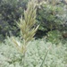 Bromus hordeaceus - Photo (c) vergobret, some rights reserved (CC BY)