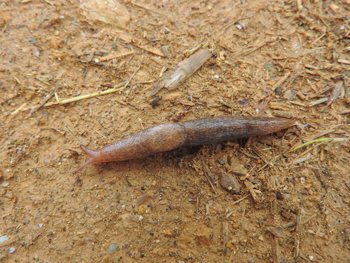 Milky Slug - Photo (c) piripip, some rights reserved (CC BY-NC)