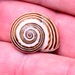 Splendid Helix - Photo (c) xavi salvador costa, some rights reserved (CC BY-NC), uploaded by xavi salvador costa