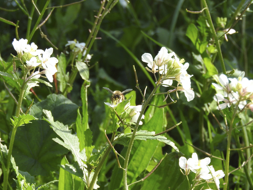 Eucera nigrilabris - Photo (c) piripip, some rights reserved (CC BY-NC)