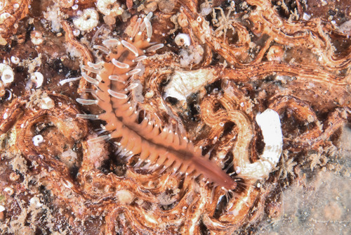 Order Phyllodocida · MINKA